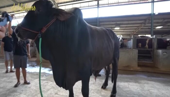 Penampakan Sapi Jumbo Hitam Sonny Septian Hadiah Kurban dari Raffi Ahmad